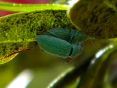 Phyllobius xanthocnemus