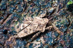 Eurymorphopus bolivariensis