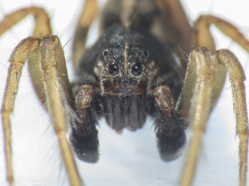Pin-Stripe Wolf Spider Complex