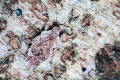 Eurymorphopus bolivariensis