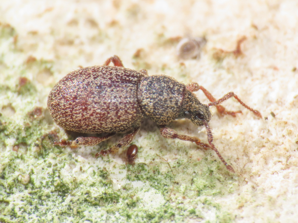 Otiorhynchus abruzzensis