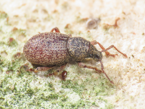 Otiorhynchus abruzzensis