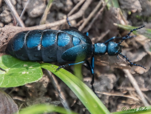 Violet Oil Beetle