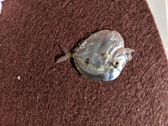 Selene setapinnis