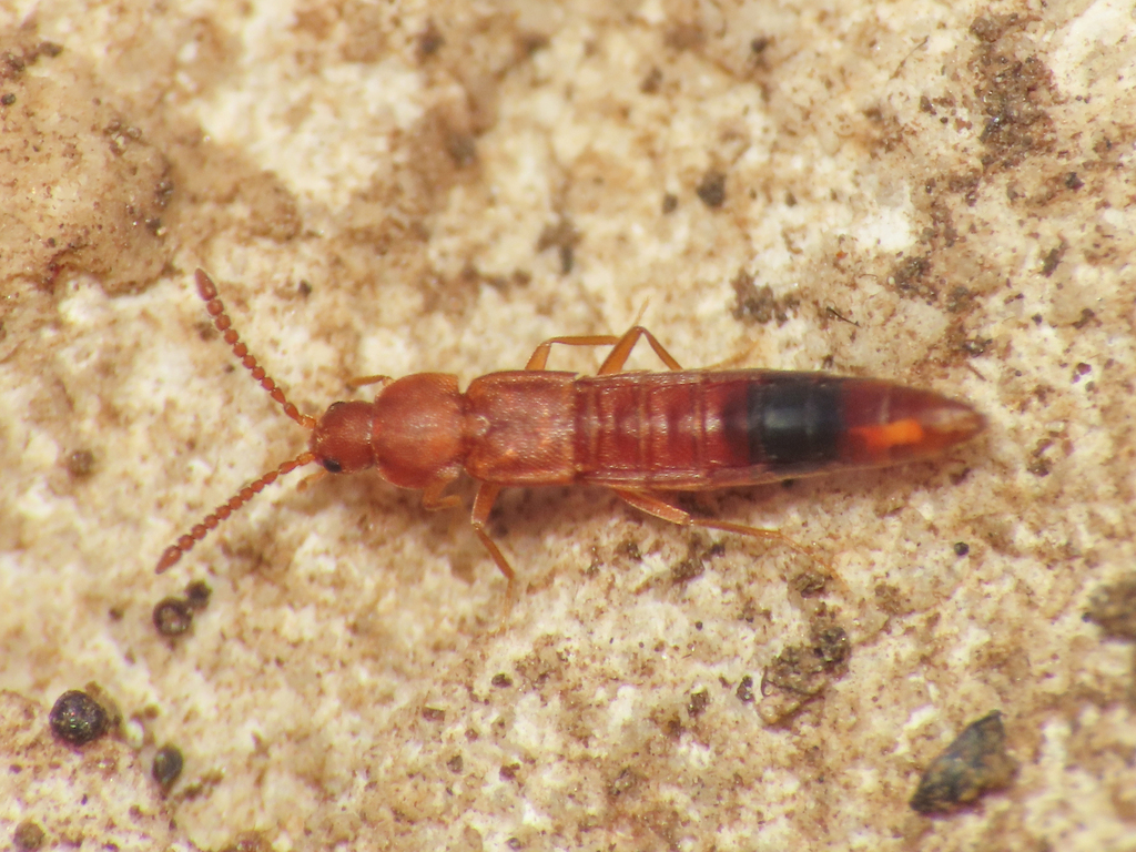 Oxypoda depressipennis