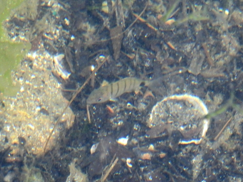 Diplodus cadenati