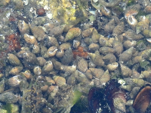 Tritia reticulata