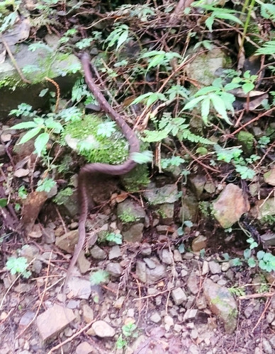Stejneger's Bamboo Snake