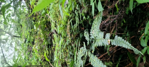 Stejneger's Bamboo Snake