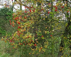 Crataegus macrosperma