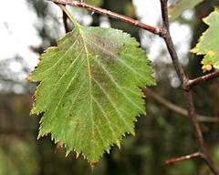 Crataegus macrosperma