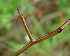 Crataegus macrosperma