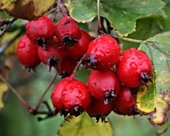 Crataegus macrosperma