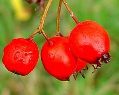 Crataegus macrosperma