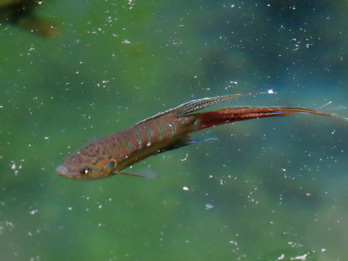 Chinese fighting fish (Macropodus opercularis) — Osphronemidae — 2