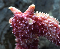 Orthasterias koehleri