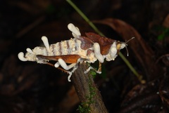 Beauveria locustiphila