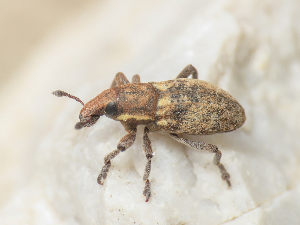Pseudocleonus italicus