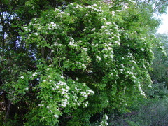 Crataegus nigra