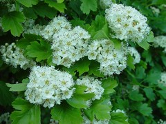 Crataegus nigra