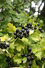 Crataegus nigra
