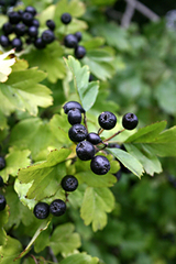Crataegus nigra