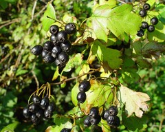 Crataegus nigra