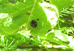 Calligrapha intermedia