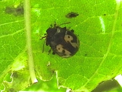 Calligrapha intermedia