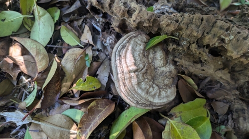 Ganoderma applanatum