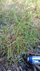 Dichanthelium aciculare