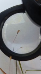 Dichanthelium aciculare