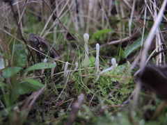 Clavaria falcata