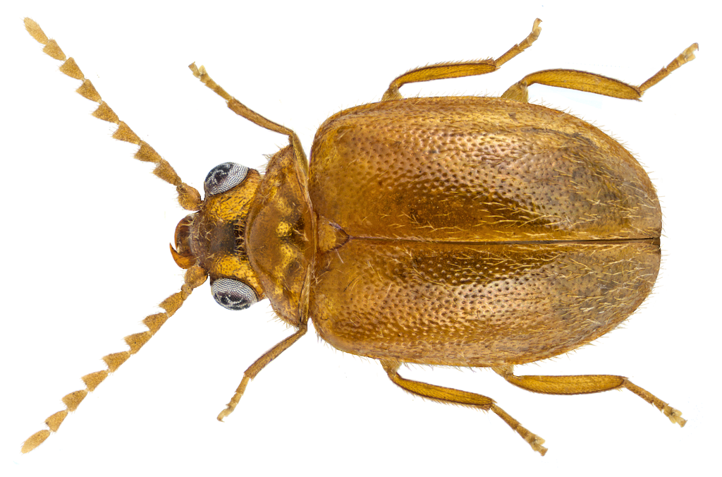 Prionocyphon serricornis