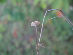 Crinipellis scabella