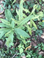 Lithospermum officinale