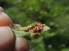 Gymnosporangium clavariiforme