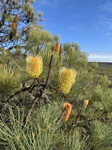 Pine banksia (Banksia tricuspis)