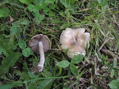 Inocybe curvipes