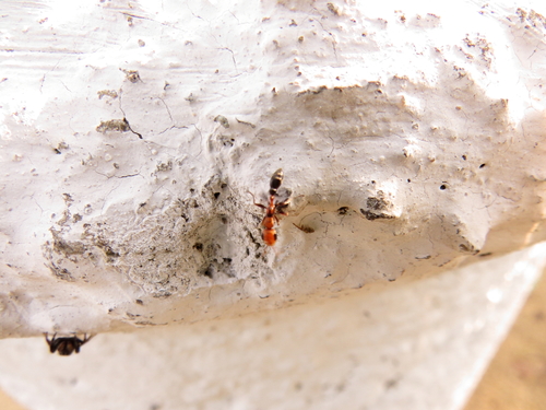 Pseudomyrmex oculatus · iNaturalist
