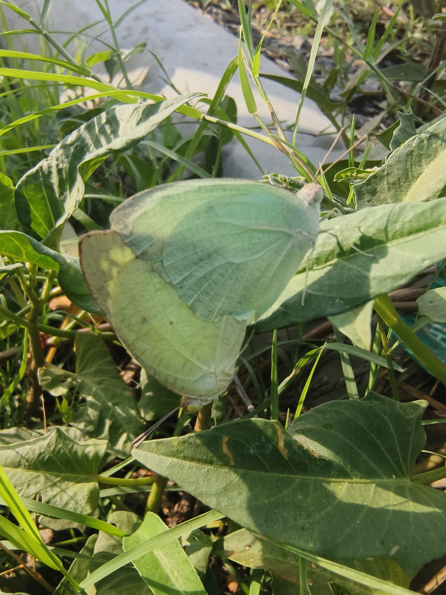 Mottled Emigrant