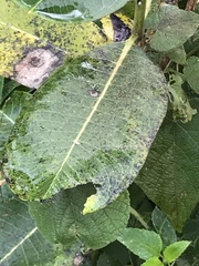 Asclepiadinae