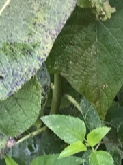 Asclepiadinae