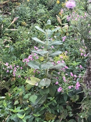 Asclepiadinae