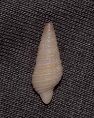 Pulsarella cognata