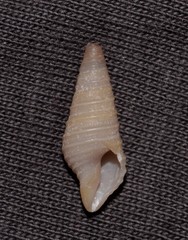 Pulsarella cognata