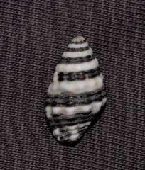 Engina zonalis