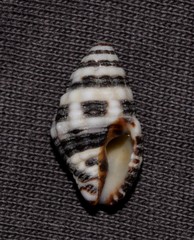 Engina zonalis