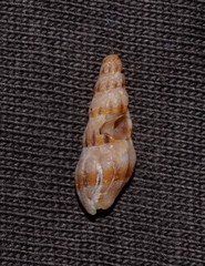 Austrodrillia angasi