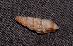 Austrodrillia angasi